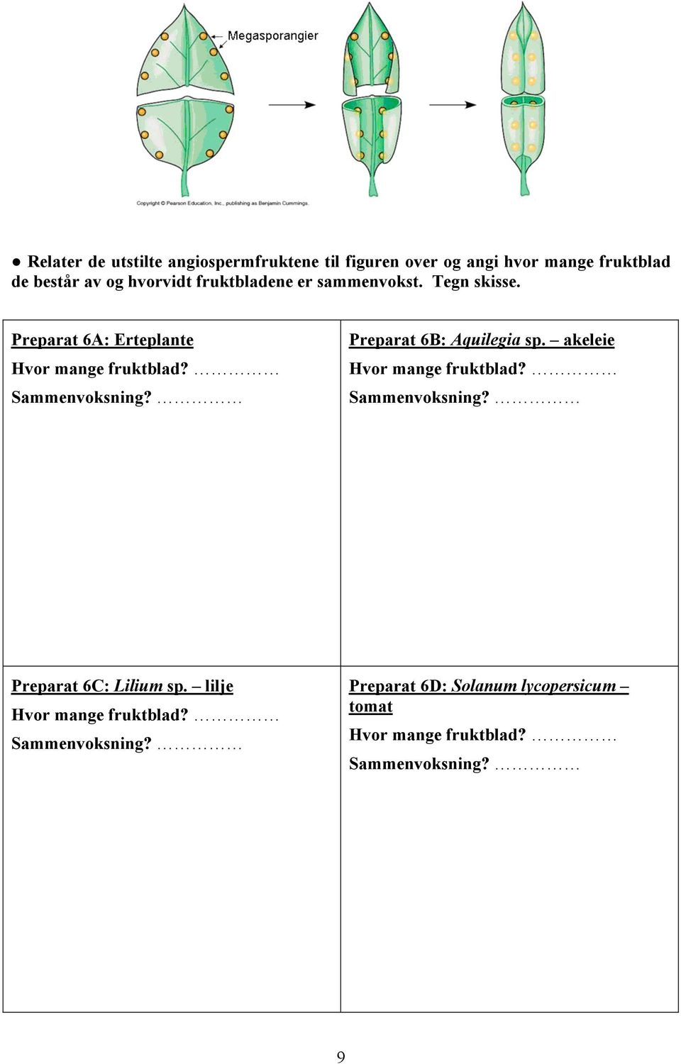 Sammenvoksning? Preparat 6B: Aquilegia sp. akeleie Hvor mange fruktblad? Sammenvoksning?