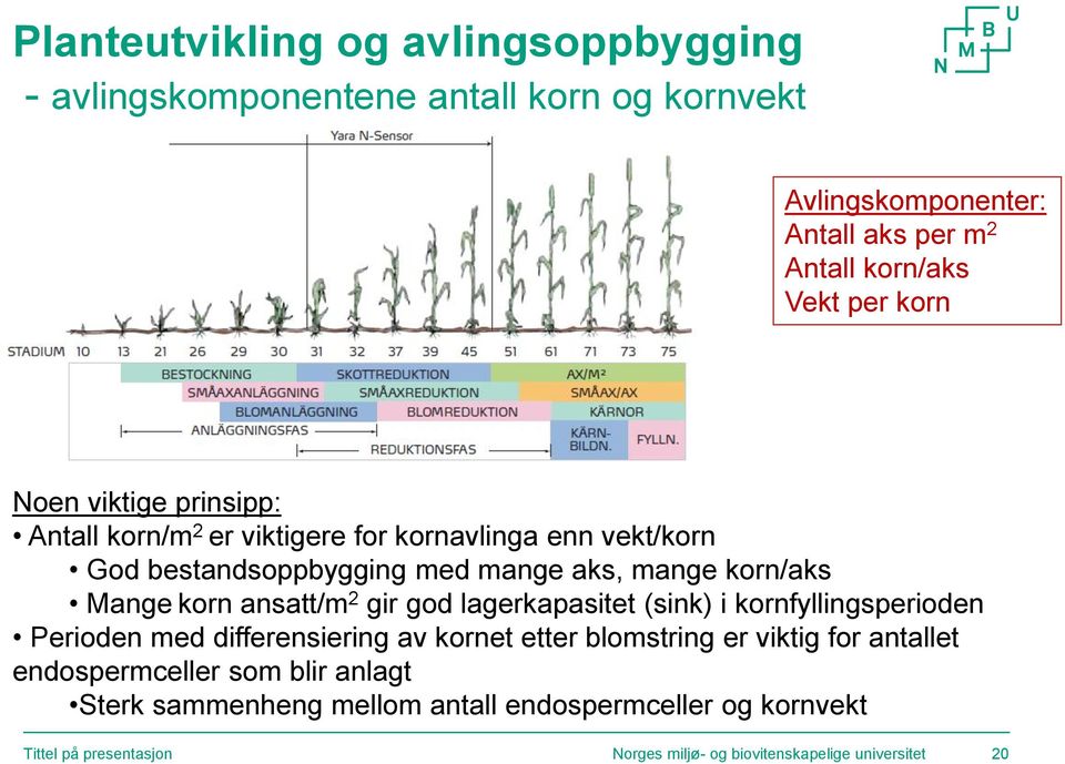 ansatt/m 2 gir god lagerkapasitet (sink) i kornfyllingsperioden Perioden med differensiering av kornet etter blomstring er viktig for antallet