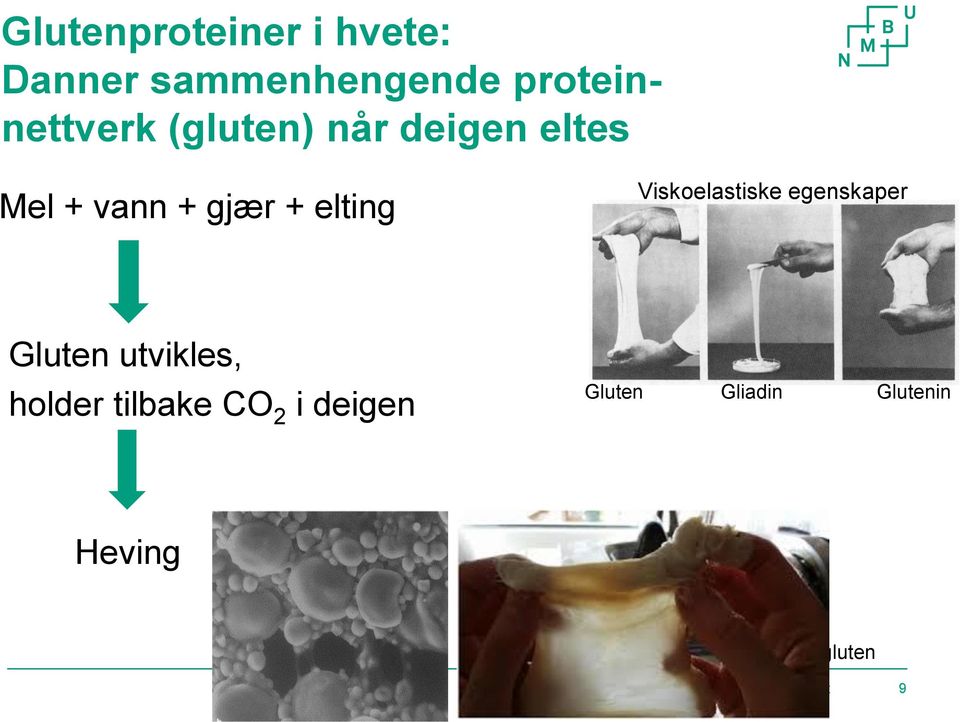 Gluten utvikles, holder tilbake CO 2 i deigen Gluten Gliadin Glutenin