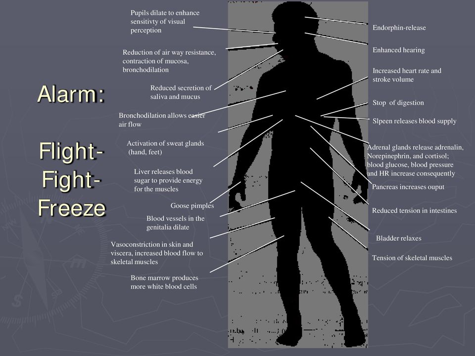 genitalia dilate Vasoconstriction in skin and viscera, increased blood flow to skeletal muscles Bone marrow produces more white blood cells Enhanced hearing Increased heart rate and stroke volume