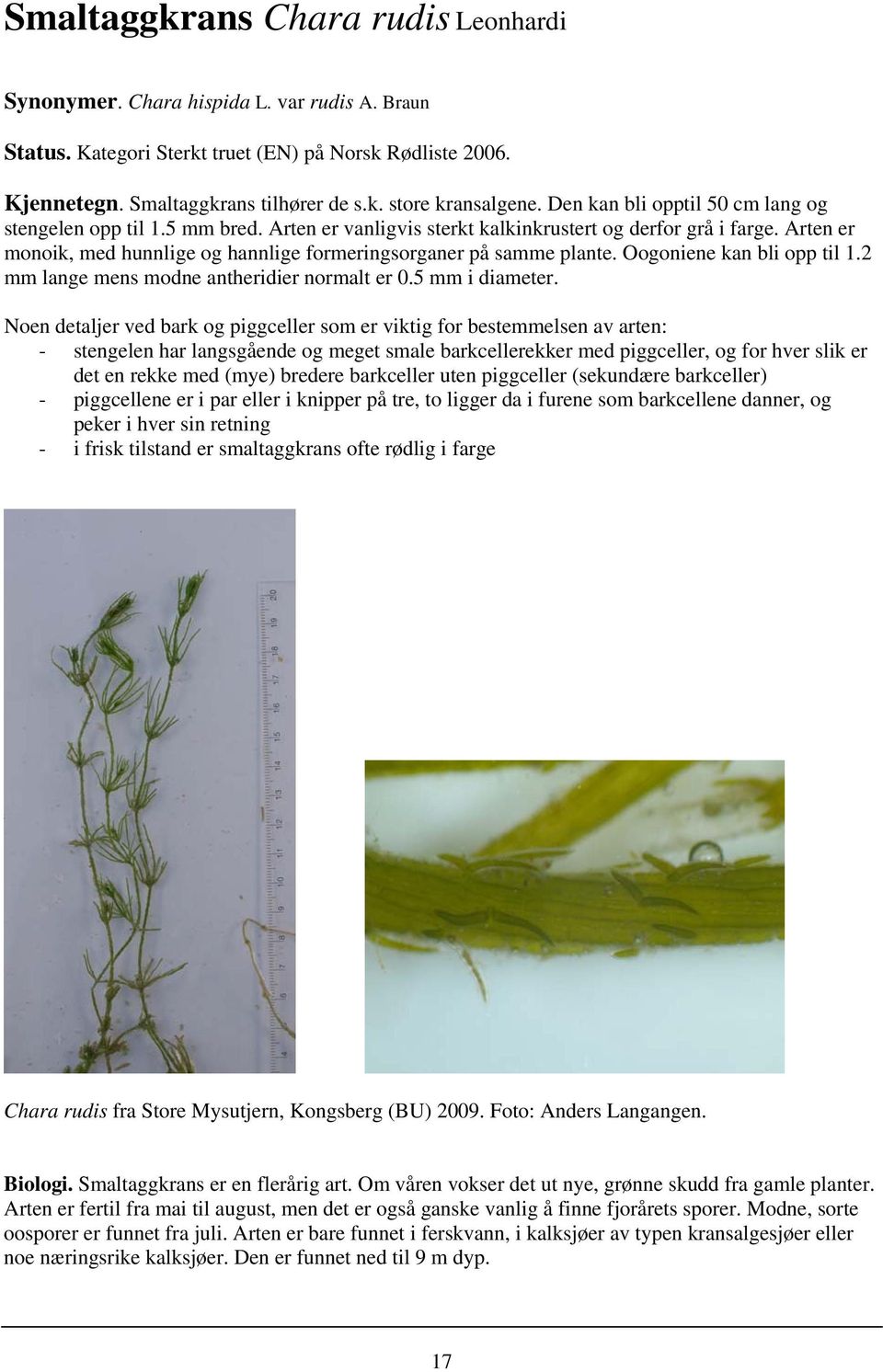 Arten er monoik, med hunnlige og hannlige formeringsorganer på samme plante. Oogoniene kan bli opp til 1.2 mm lange mens modne antheridier normalt er 0.5 mm i diameter.