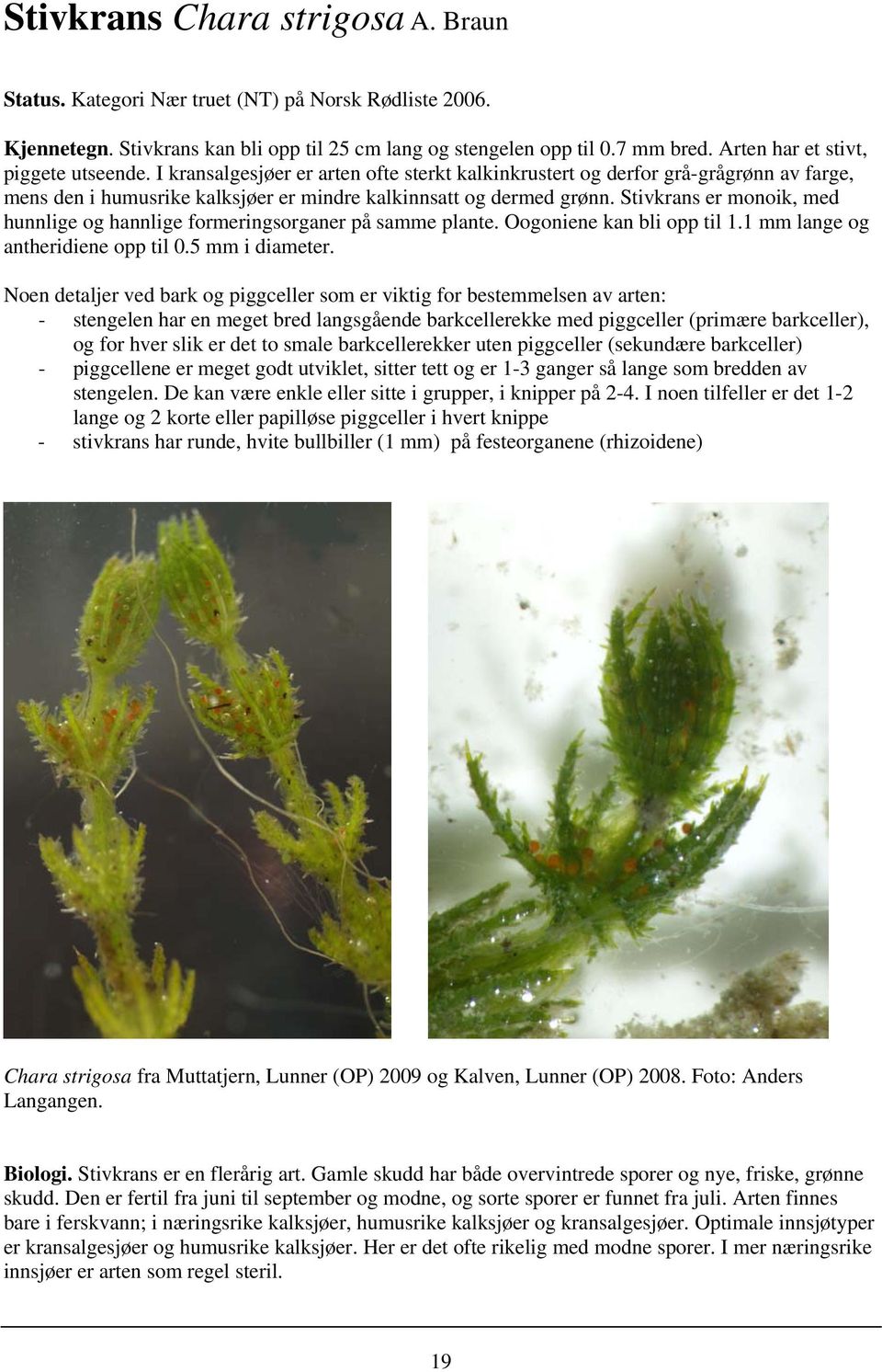 Stivkrans er monoik, med hunnlige og hannlige formeringsorganer på samme plante. Oogoniene kan bli opp til 1.1 mm lange og antheridiene opp til 0.5 mm i diameter.