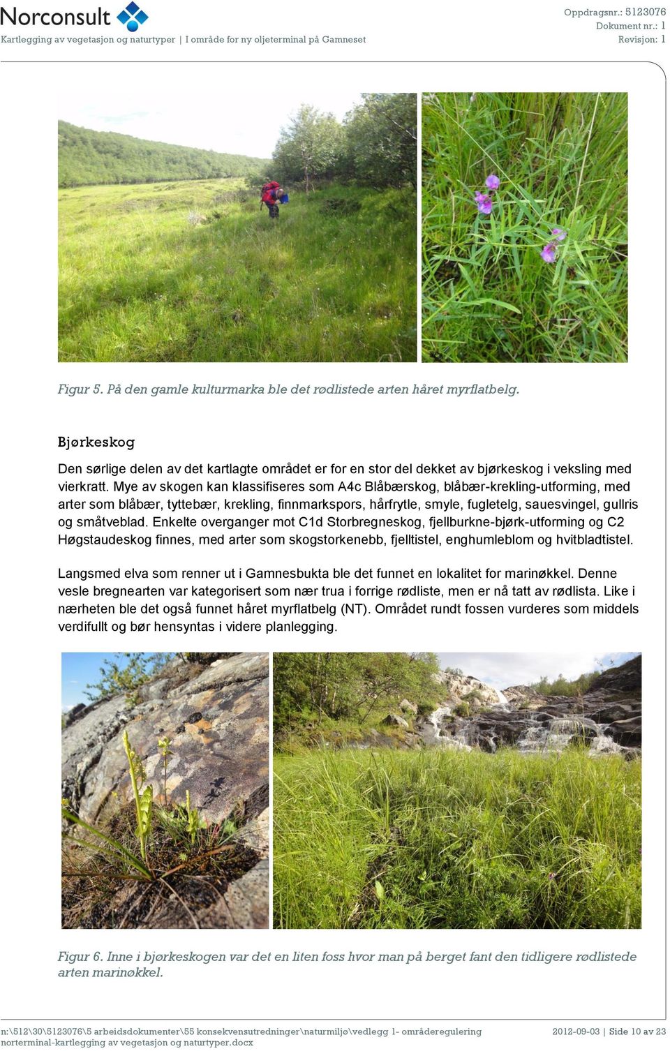 Enkelte overganger mot C1d Storbregneskog, fjellburkne-bjørk-utforming og C2 Høgstaudeskog finnes, med arter som skogstorkenebb, fjelltistel, enghumleblom og hvitbladtistel.