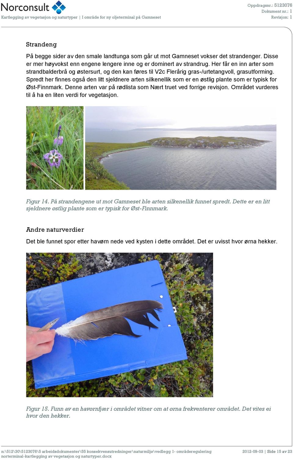 Spredt her finnes også den litt sjeldnere arten silkenellik som er en østlig plante som er typisk for Øst-Finnmark. Denne arten var på rødlista som Nært truet ved forrige revisjon.