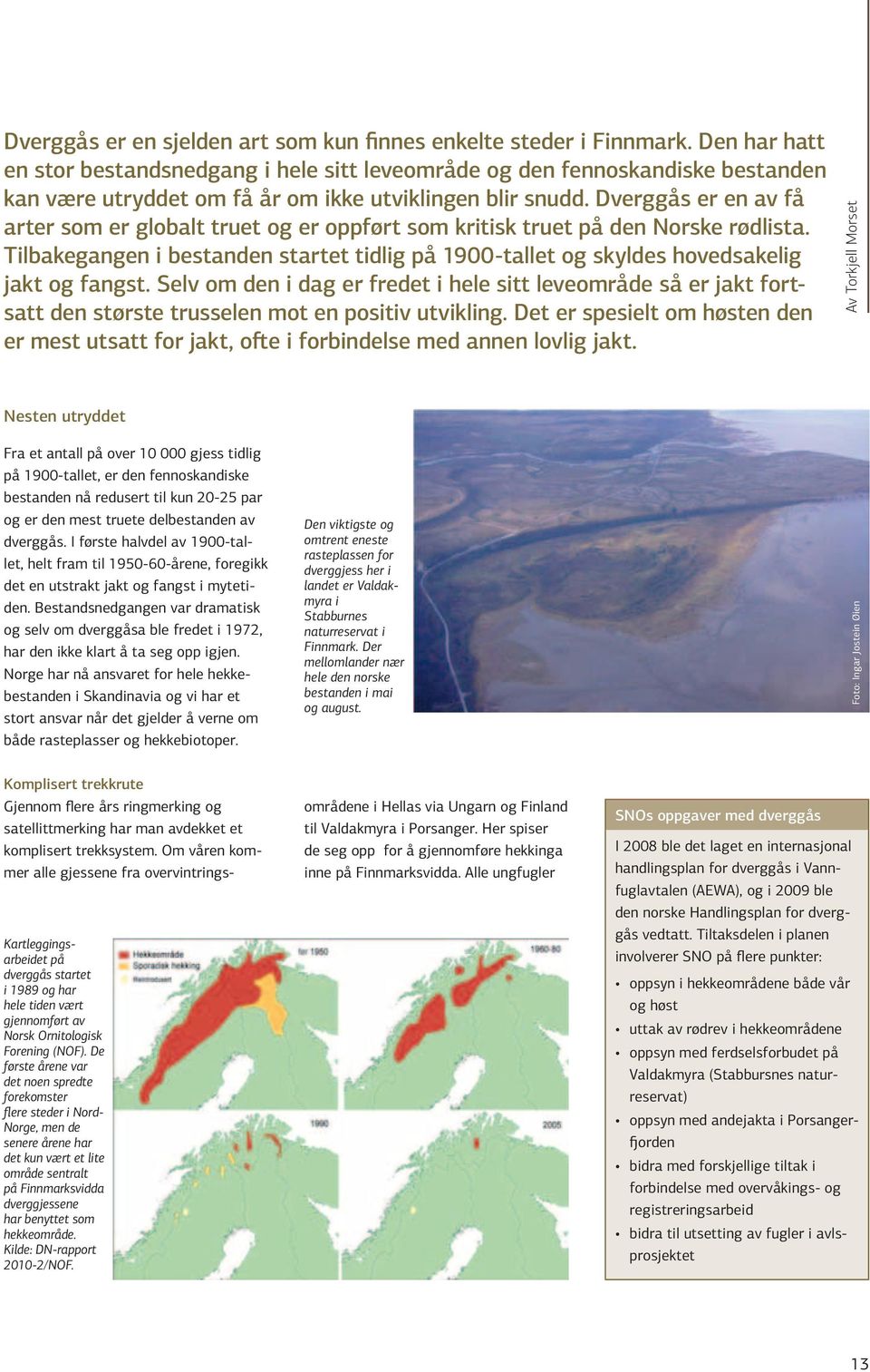 Dverggås er en av få arter som er globalt truet og er oppført som kritisk truet på den Norske rødlista. Tilbakegangen i bestanden startet tidlig på 1900-tallet og skyldes hovedsakelig jakt og fangst.