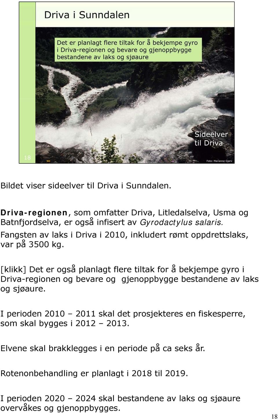 [klikk] Det er også planlagt flere tiltak for å bekjempe gyro i Driva-regionen og bevare og gjenoppbygge bestandene av laks og sjøaure.