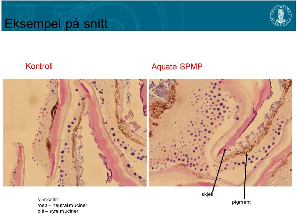 skjell slimceller rosa