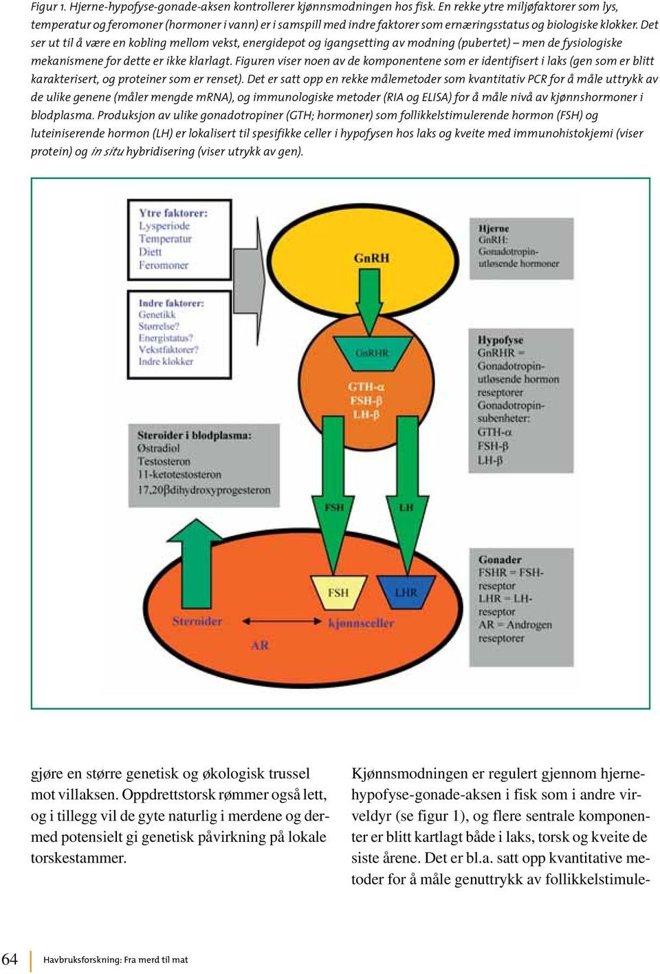 Det ser ut til å være en kobling mellom vekst, energidepot og igangsetting av modning (pubertet) men de fysiologiske mekanismene for dette er ikke klarlagt.