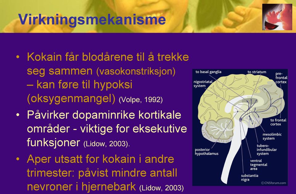 dopaminrike kortikale områder - viktige for eksekutive funksjoner (Lidow, 2003).