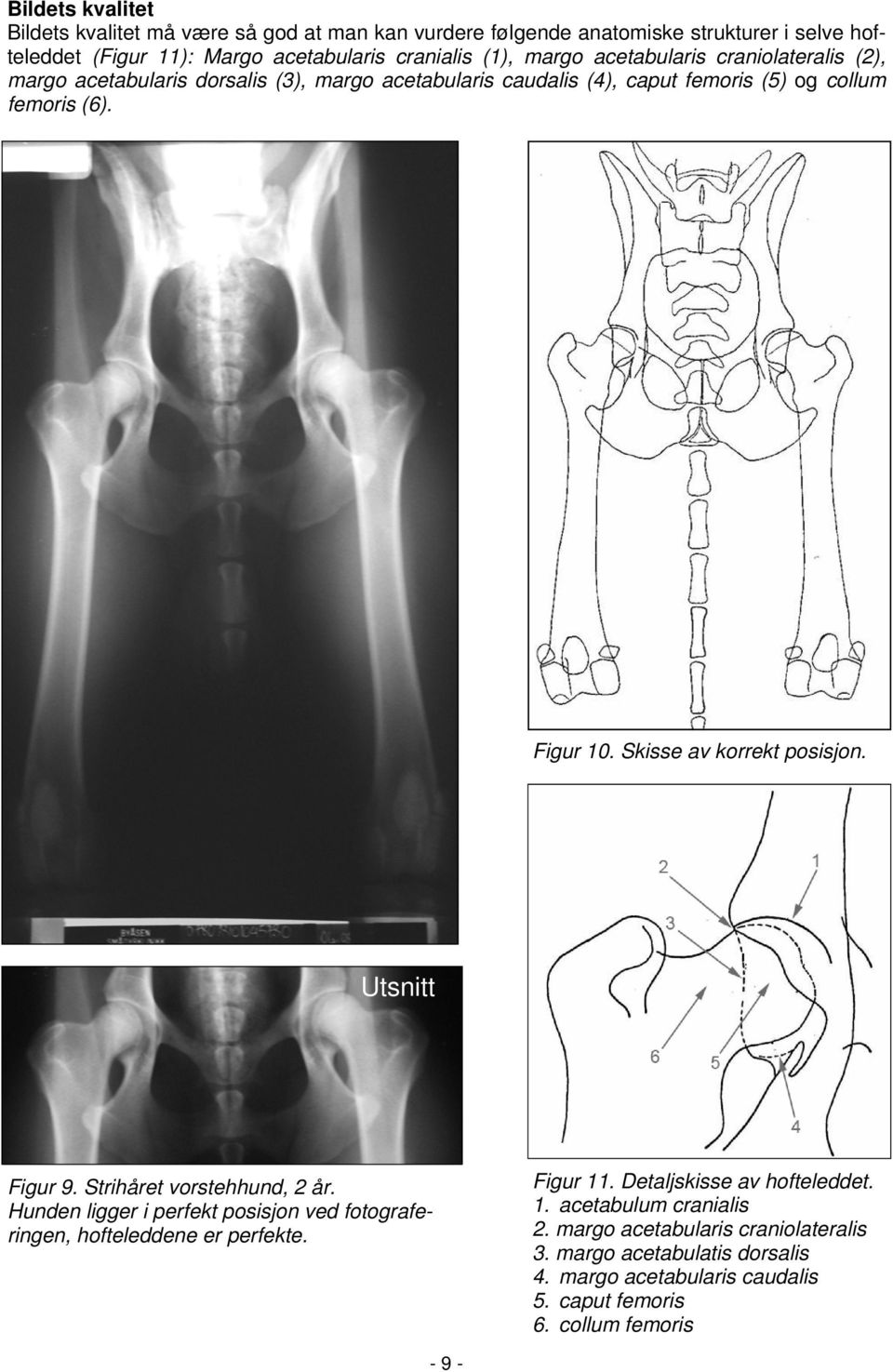 Skisse av korrekt posisjon. Utsnitt Figur 9. Strihåret vorstehhund, 2 år. Hunden ligger i perfekt posisjon ved fotograferingen, hofteleddene er perfekte. Figur 11.