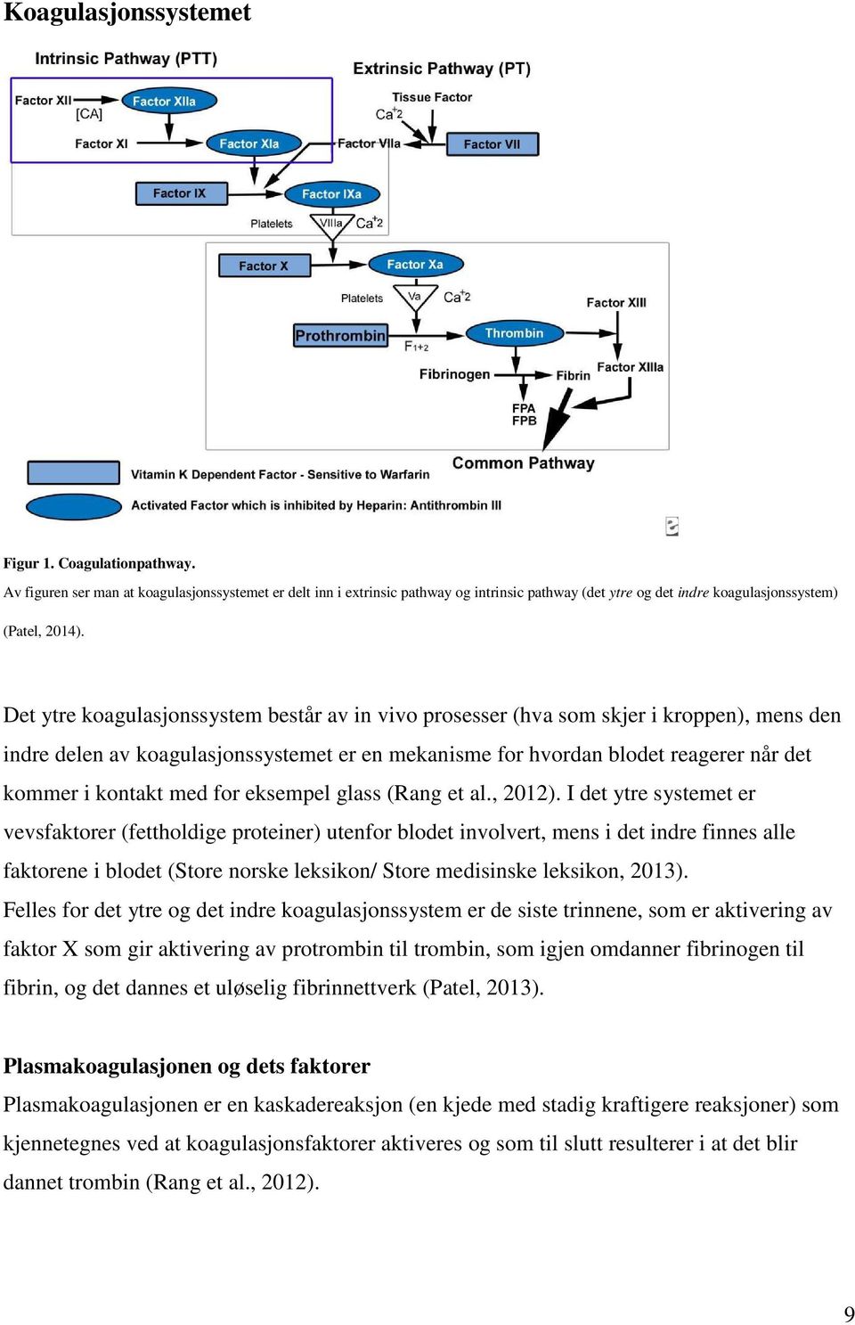 Det ytre koagulasjonssystem består av in vivo prosesser (hva som skjer i kroppen), mens den indre delen av koagulasjonssystemet er en mekanisme for hvordan blodet reagerer når det kommer i kontakt