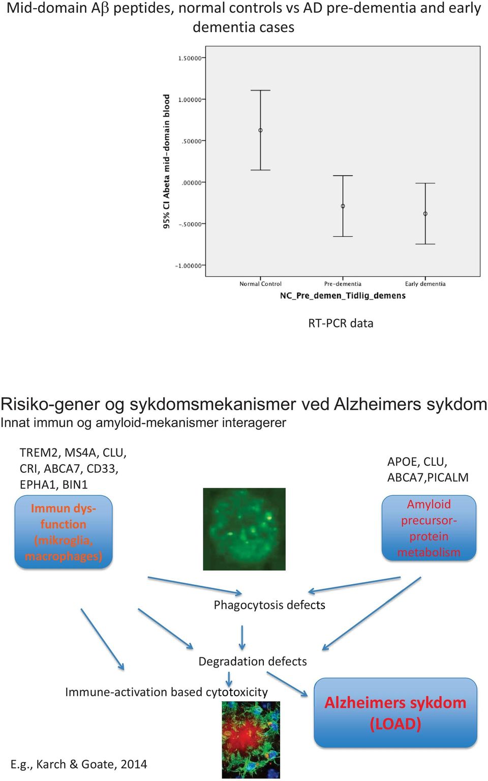 CD33, EPHA1, BIN1 Immun dysfunction (mikroglia, macrophages) APOE, CLU, ABCA7,PICALM Amyloid precursorprotein