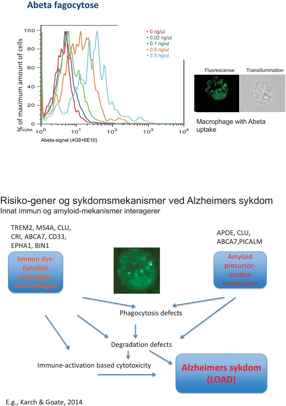 5 ng/ul 10 1 10 2 10 3 10 4 Fluorescense Transillumination Macrophage with Abeta uptake Risiko-gener og sykdomsmekanismer ved Alzheimers sykdom Innat immun og amyloid-mekanismer interagerer