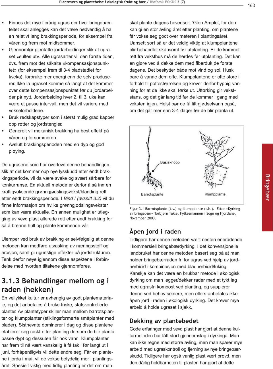 frem mot det såkalte «kompensasjonspunktet» (for eksempel frem til 3-4 bladstadiet for kveka), forbruke mer energi enn de selv produserer.