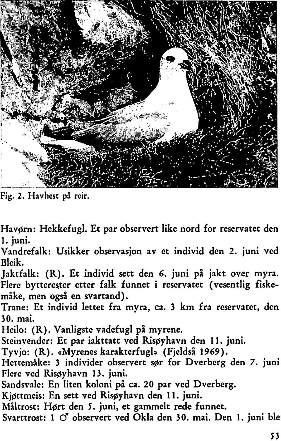 3 km fra reservatet, den 30. mai. Heilo: (R). Vanligste vadefugl på myrene. Steinvender: Et par iakttatt ved Ri~yhavn den 11. juni. Tyvjo: (R). ahfyrenes karakterfugl9 (Fjeldså 1969).