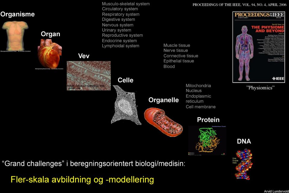 Connective tissue Epithelial tissue Blood Celle Organelle Mitochondria Nucleus Endoplasmic reticulum Cell