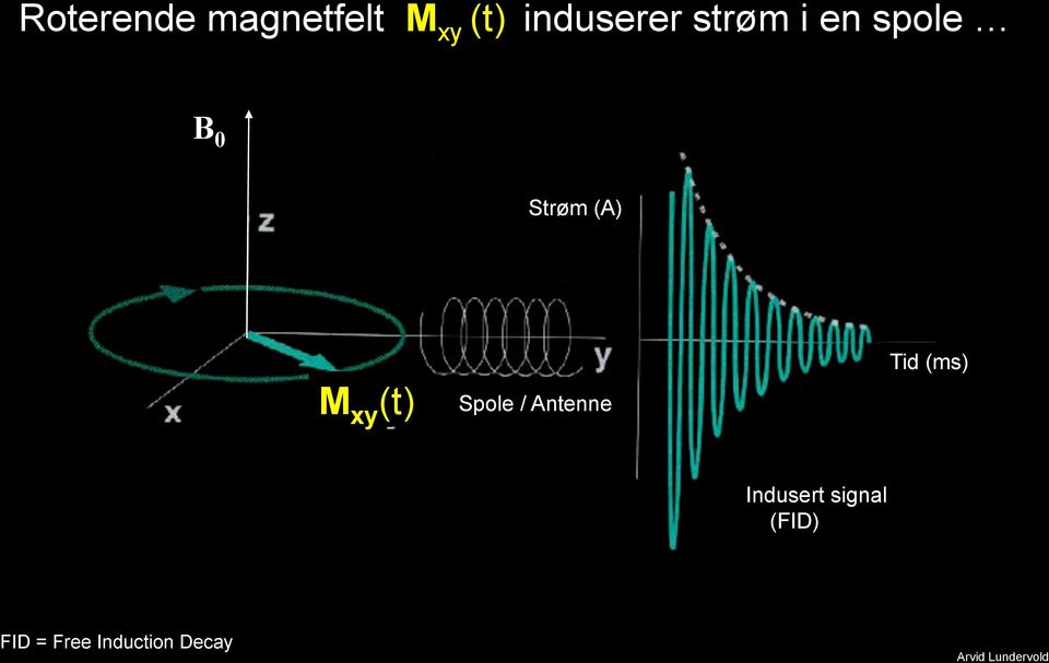 (A) M xy (t) Spole / Antenne Tid (ms)