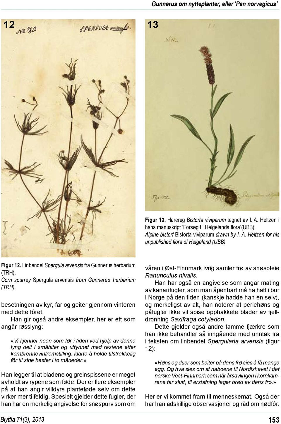 Corn spurrey Spergula arvensis from Gunnerus herbarium (TRH). besetningen av kyr, får og geiter gjennom vinteren med dette fôret.