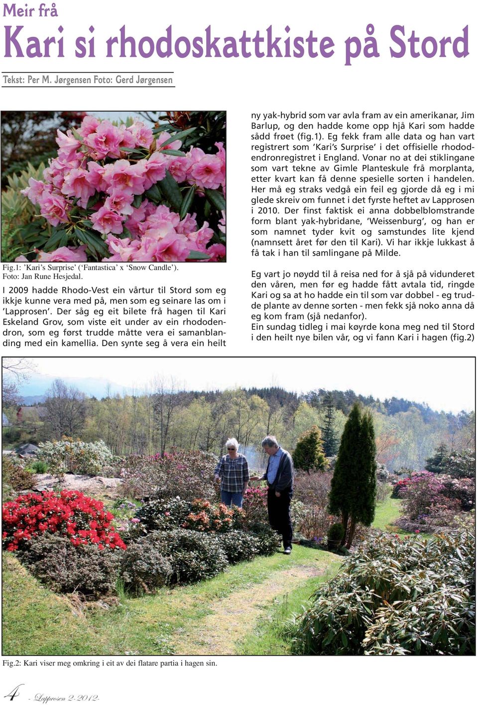 Der såg eg eit bilete frå hagen til Kari Eskeland Grov, som viste eit under av ein rhododendron, som eg først trudde måtte vera ei samanblanding med ein kamellia.