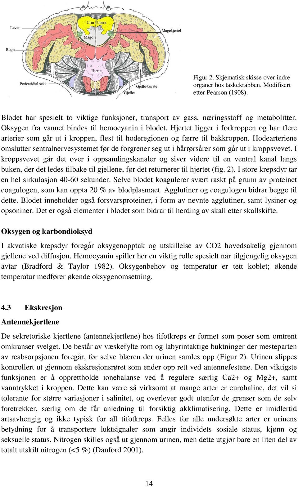 Hodearteriene omslutter sentralnervesystemet før de forgrener seg ut i hårrørsårer som går ut i kroppsvevet.