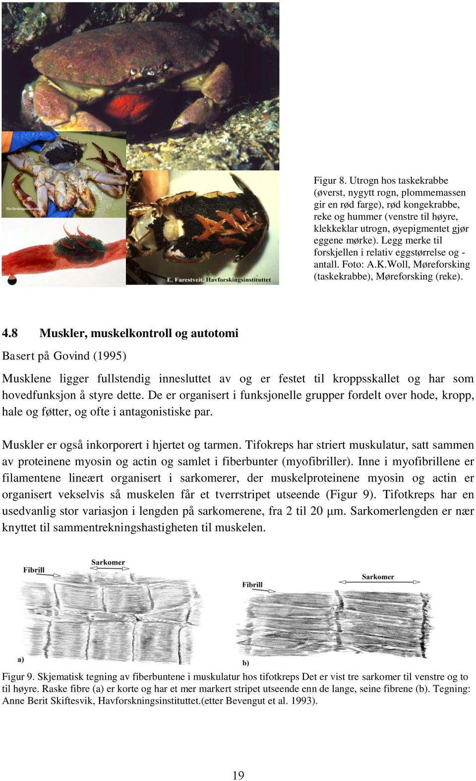 8 Muskler, muskelkontroll og autotomi Basert på Govind (1995) Musklene ligger fullstendig innesluttet av og er festet til kroppsskallet og har som hovedfunksjon å styre dette.