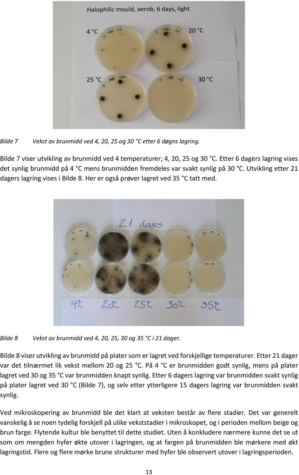 Her er også prøver lagret ved 35 C tatt med. Bilde 8 Vekst av brunmidd ved 4, 20, 25, 30 og 35 C i 21 dager. Bilde 8 viser utvikling av brunmidd på plater som er lagret ved forskjellige temperaturer.