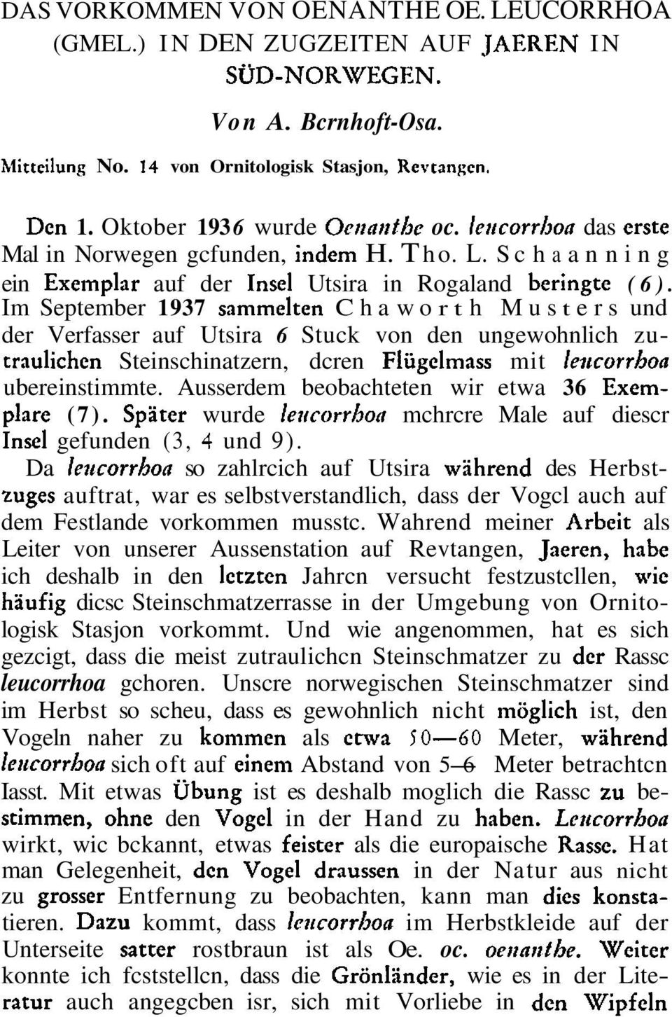 Im September 1937 sammelten C h a w o r t h M u s t e r s und der Verfasser auf Utsira 6 Stuck von den ungewohnlich zutraulichen Steinschinatzern, dcren Flugclmass mit le~tcorrhoa ubereinstimmte.