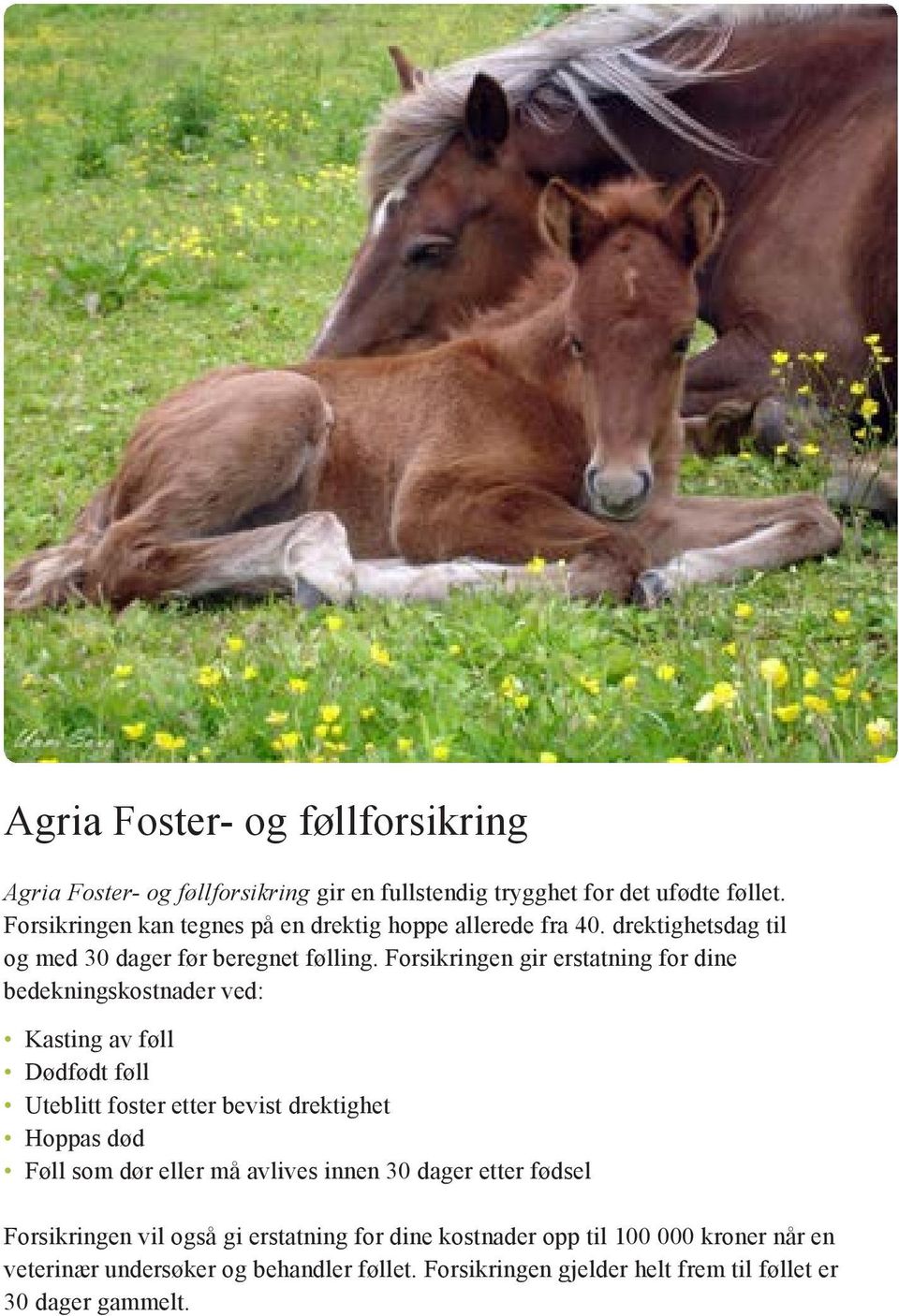 Forsikringen gir erstatning for dine bedekningskostnader ved: Kasting av føll Dødfødt føll Uteblitt foster etter bevist drektighet Hoppas død Føll som dør