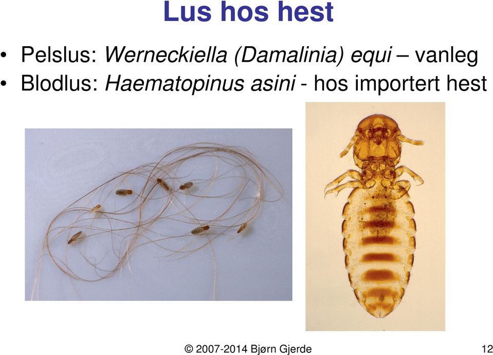 vanleg Blodlus: Haematopinus