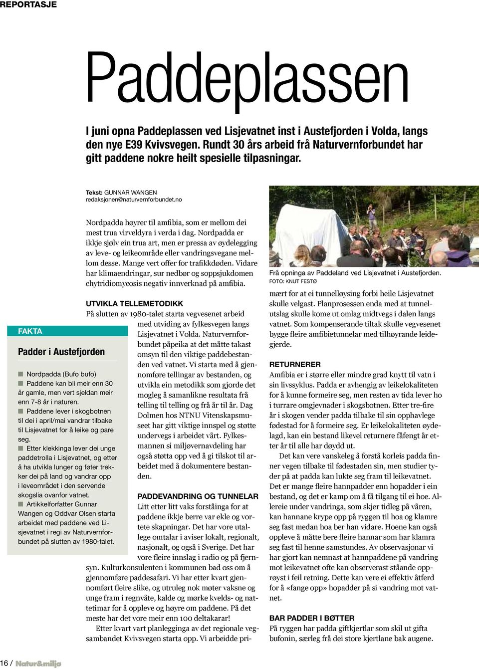 no FAKTA Padder i Austefjorden Nordpadda (Bufo bufo) Paddene kan bli meir enn 30 år gamle, men vert sjeldan meir enn 7-8 år i naturen.