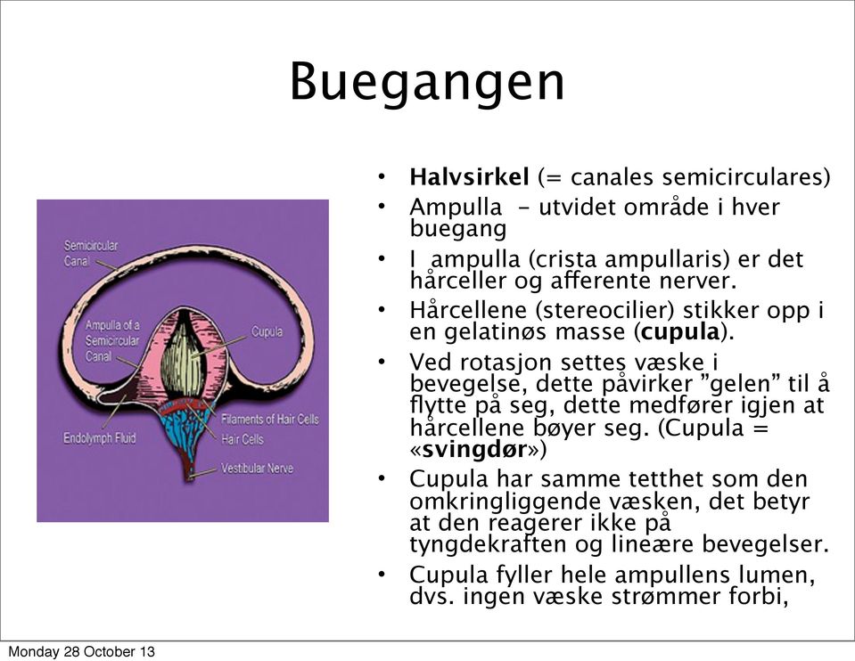 Ved rotasjon settes væske i bevegelse, dette påvirker gelen til å flytte på seg, dette medfører igjen at hårcellene bøyer seg.