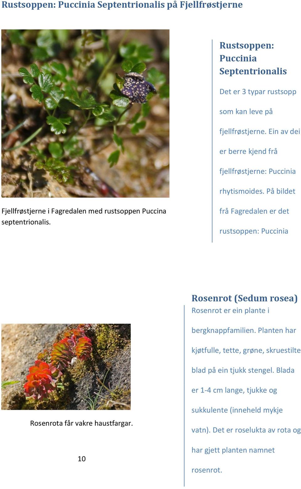 frå Fagredalen er det rustsoppen: Puccinia septentrionalis. Rosenrot (Sedum rosea) Rosenrot er ein plante i bergknappfamilien.