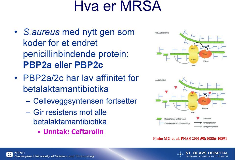 PBP2a eller PBP2c PBP2a/2c har lav affinitet for betalaktamantibiotika