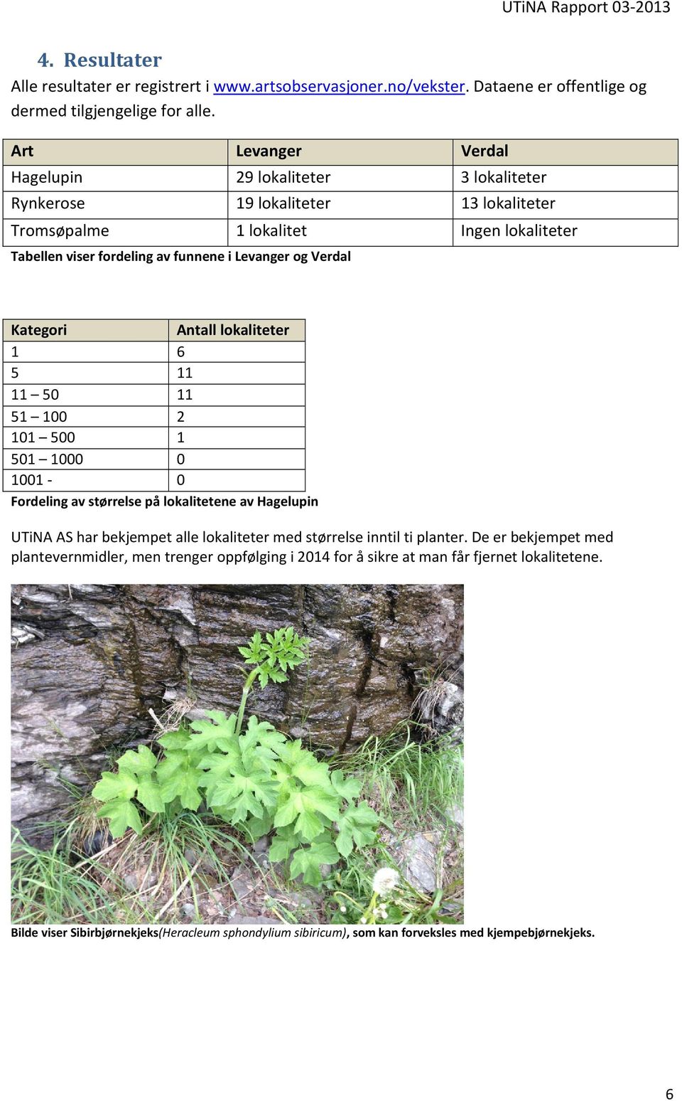 Verdal Kategori Antall lokaliteter 1 6 5 11 11 50 11 51 100 2 101 500 1 501 1000 0 1001-0 Fordeling av størrelse på lokalitetene av Hagelupin UTiNA AS har bekjempet alle lokaliteter med