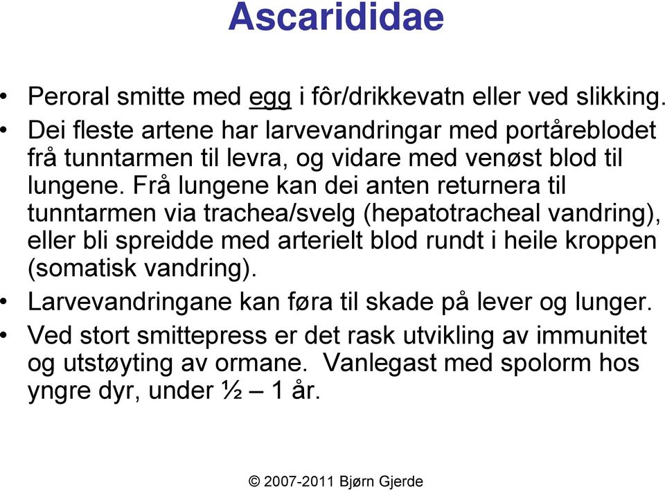 Frå lungene kan dei anten returnera til tunntarmen via trachea/svelg (hepatotracheal vandring), eller bli spreidde med arterielt blod rundt