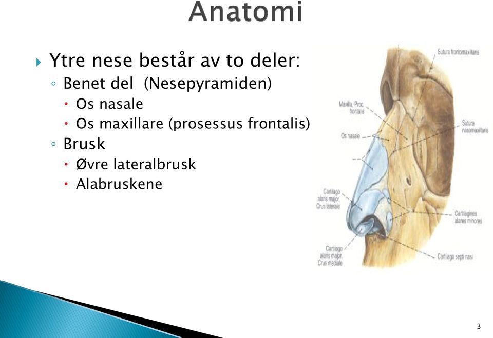 nasale Os maxillare (prosessus