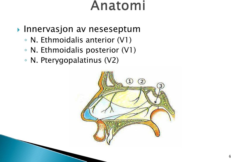 Ethmoidalis posterior (V1)