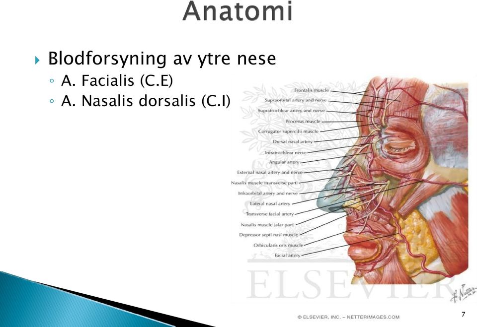 Facialis (C.E) A.