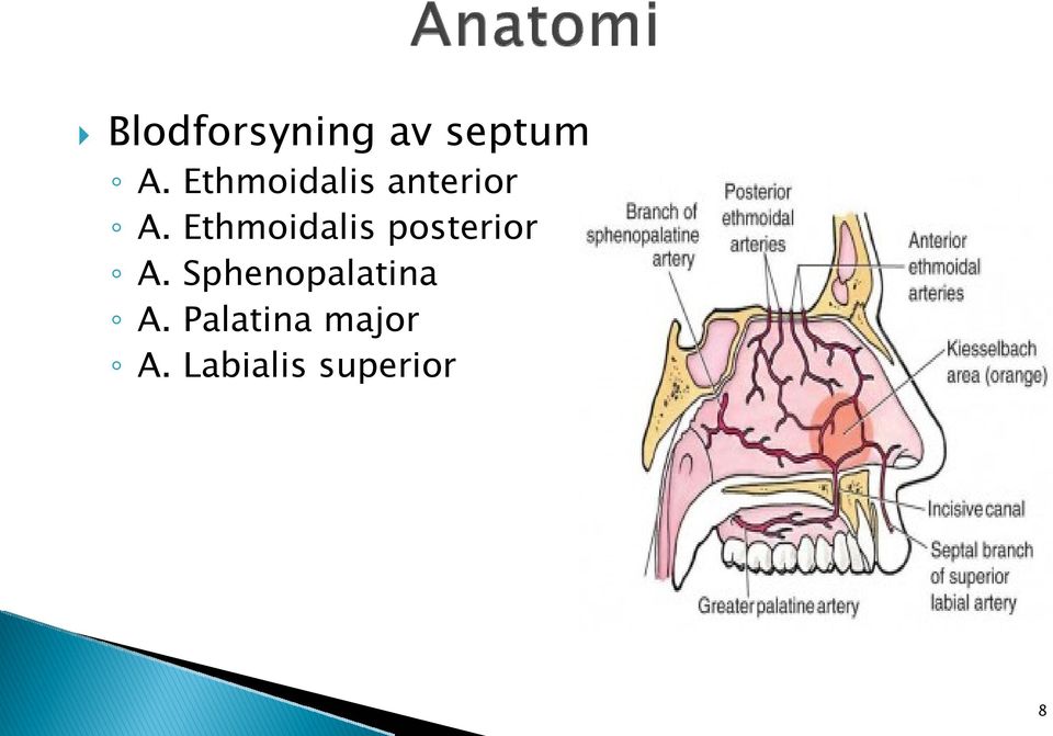 Ethmoidalis posterior A.