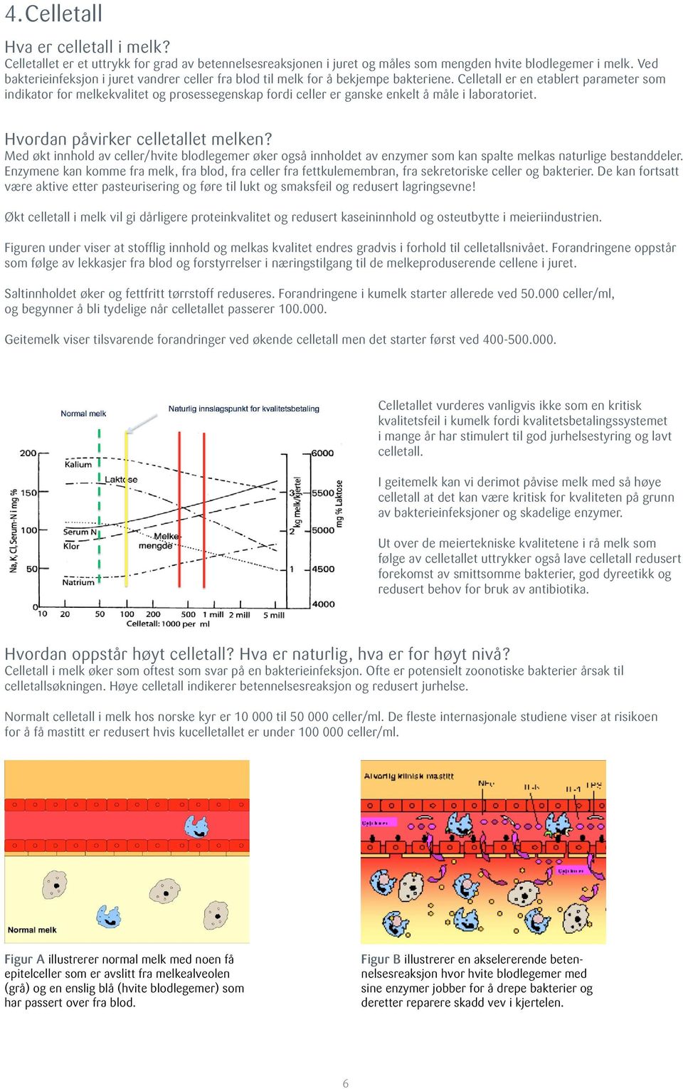 Celletall er en etablert parameter som indikator for melkekvalitet og prosessegenskap fordi celler er ganske enkelt å måle i laboratoriet. Hvordan påvirker celletallet melken?