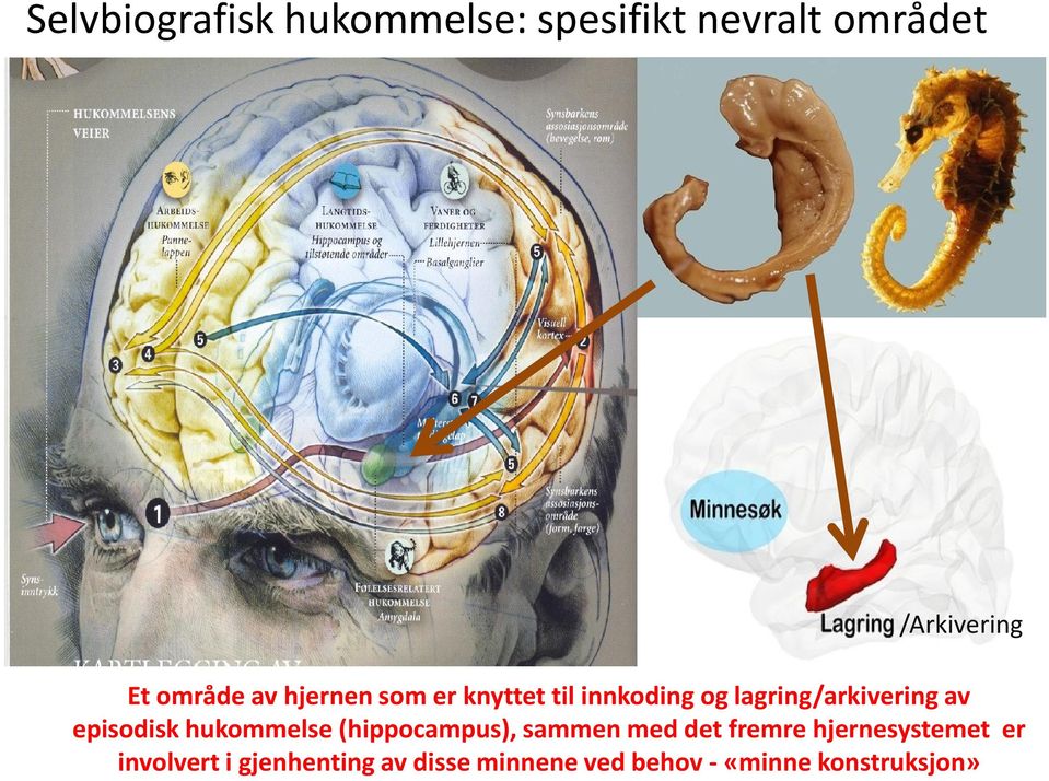 episodisk hukommelse (hippocampus), sammen med det fremre hjernesystemet