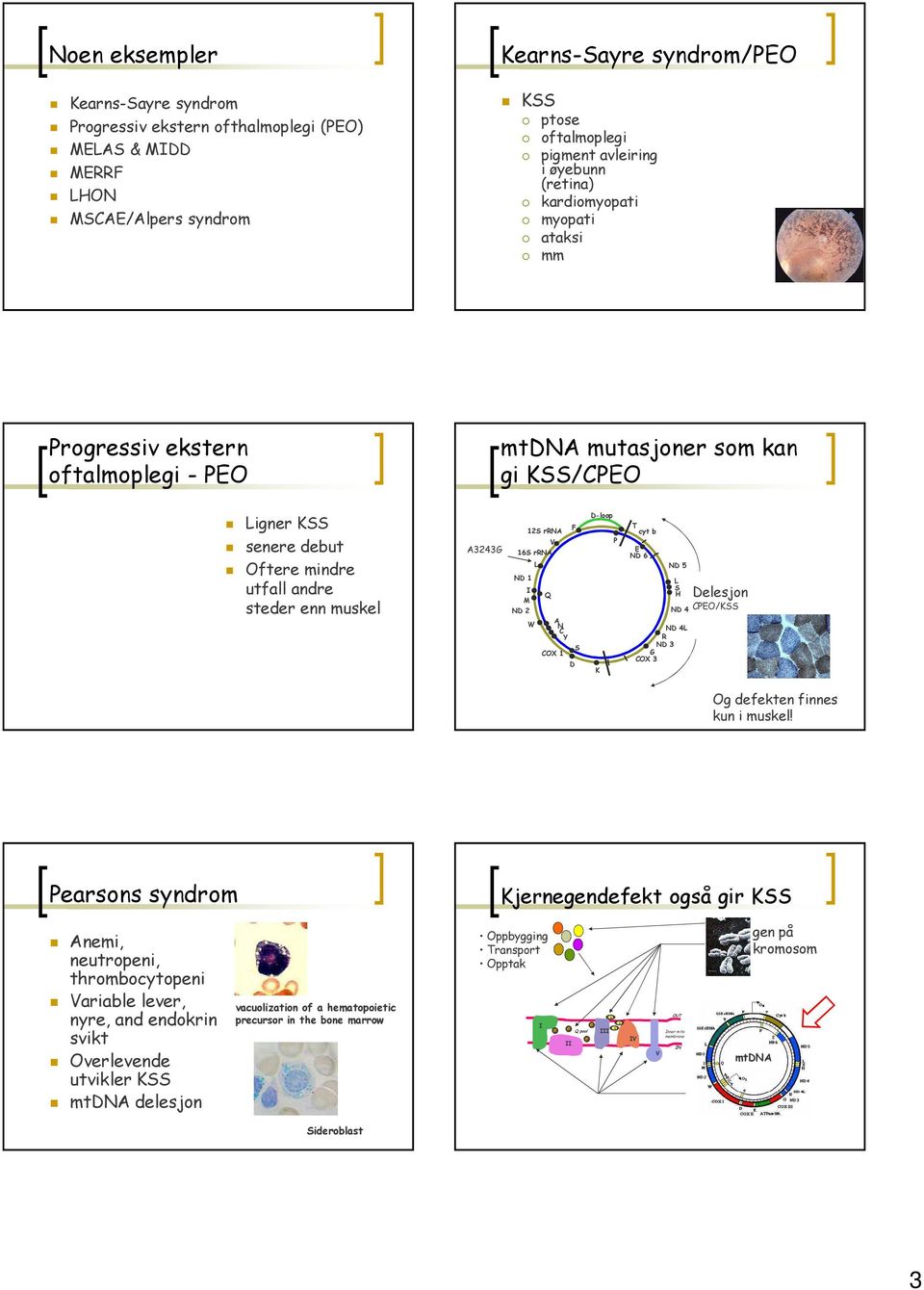 rrna F 16S rrna L ND 1 M ND 2 A W NC Y S COX 1 D D-loop K P T yt b E ND 6 ND 5 L S H ND 4L R ND 3 G COX 3 Delesjon ND 4 CPEO/KSS Og defekten finnes kun i muskel!