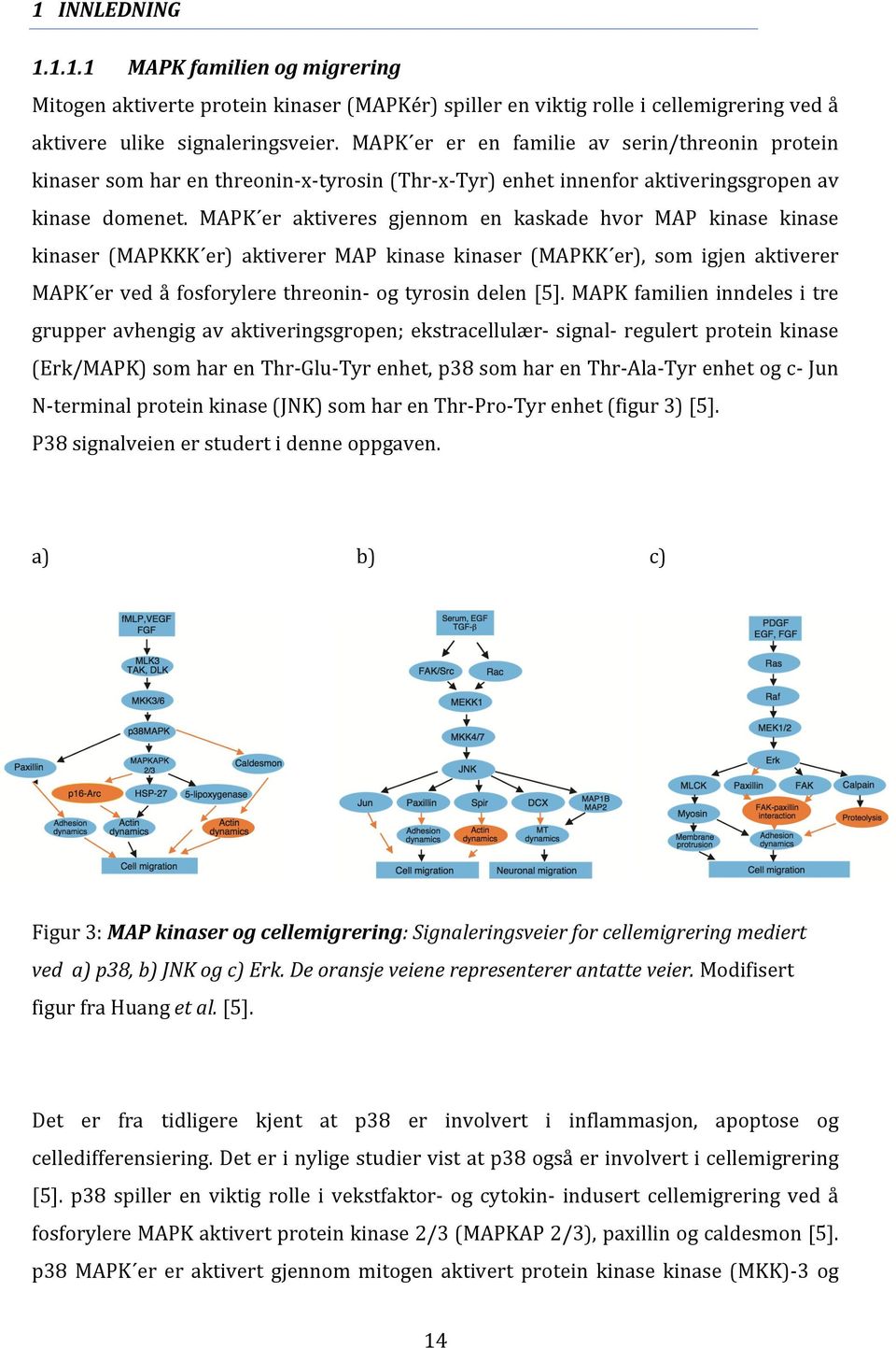 MAPK er aktiveres gjennom en kaskade hvor MAP kinase kinase kinaser (MAPKKK er) aktiverer MAP kinase kinaser (MAPKK er), som igjen aktiverer MAPK er ved å fosforylere threonin- og tyrosin delen [5].