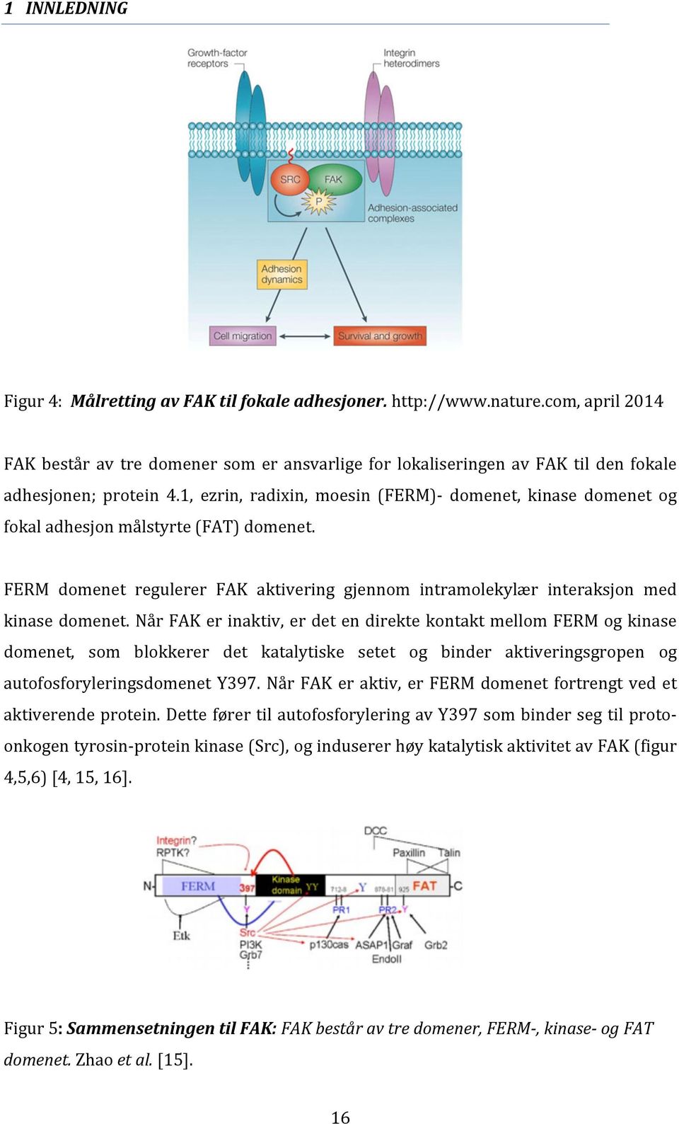 1, ezrin, radixin, moesin (FERM)- domenet, kinase domenet og fokal adhesjon målstyrte (FAT) domenet. FERM domenet regulerer FAK aktivering gjennom intramolekylær interaksjon med kinase domenet.