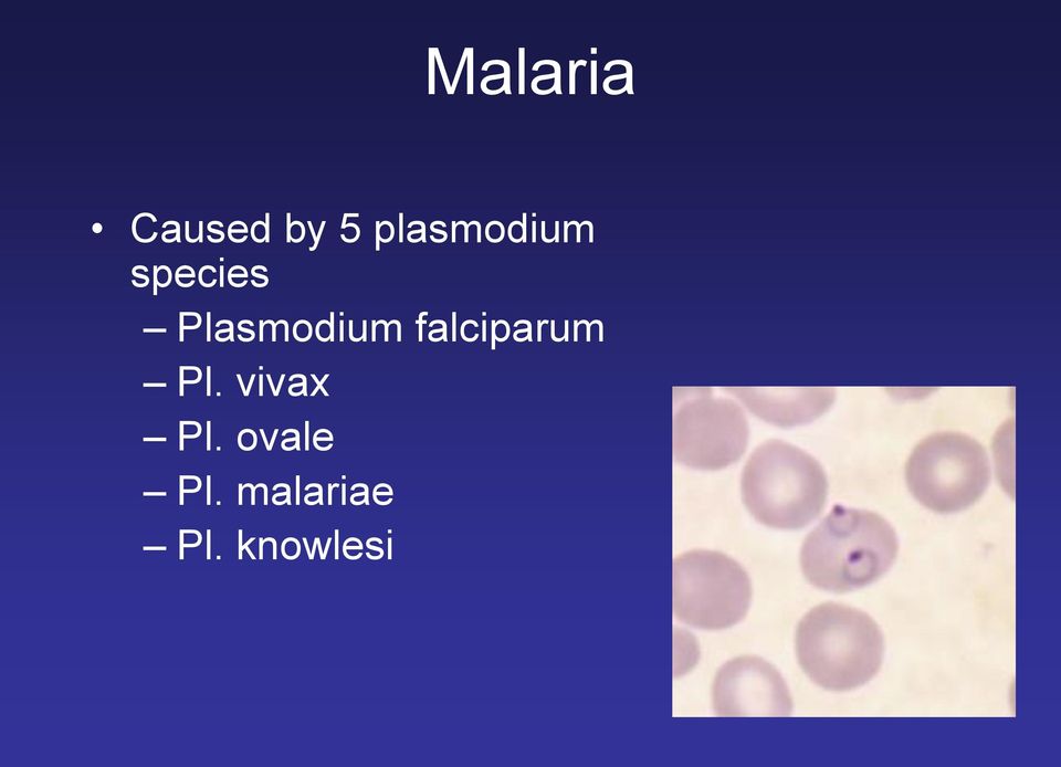 Plasmodium falciparum Pl.