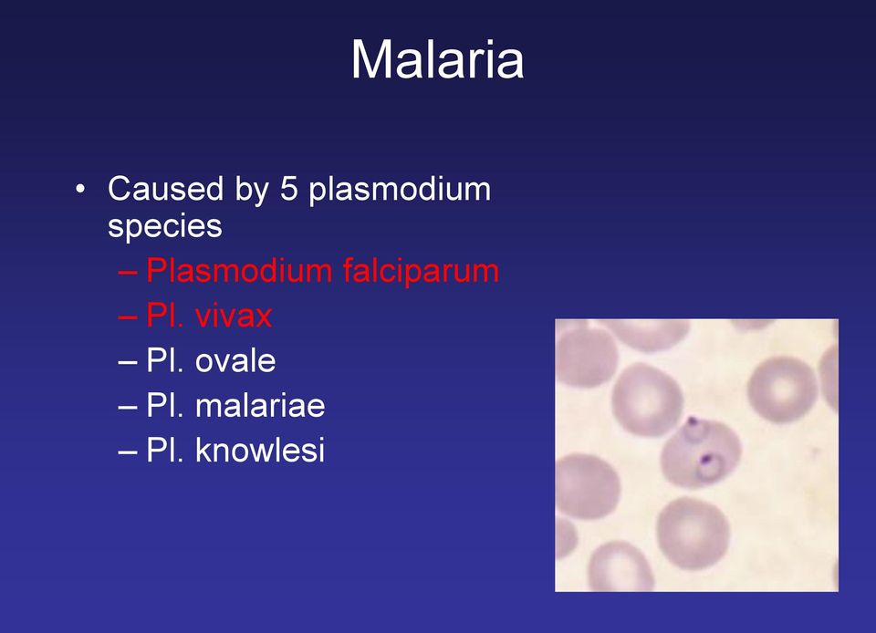 Plasmodium falciparum Pl.