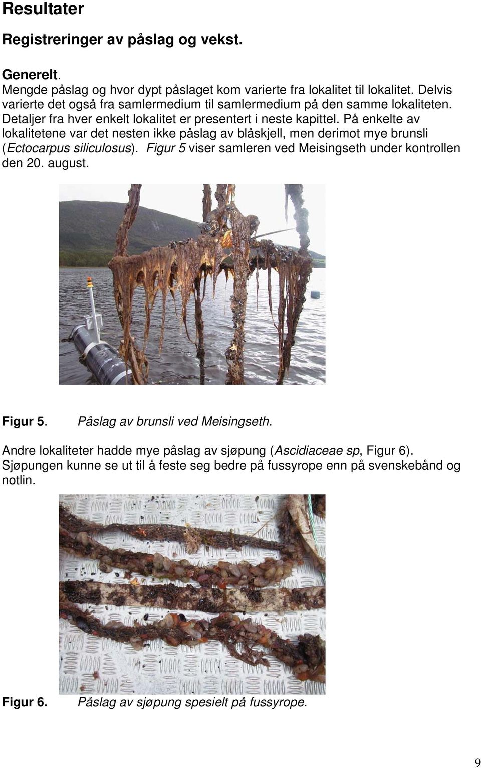 På enkelte av lokalitetene var det nesten ikke påslag av blåskjell, men derimot mye brunsli (Ectocarpus siliculosus). Figur 5 viser samleren ved Meisingseth under kontrollen den 20.