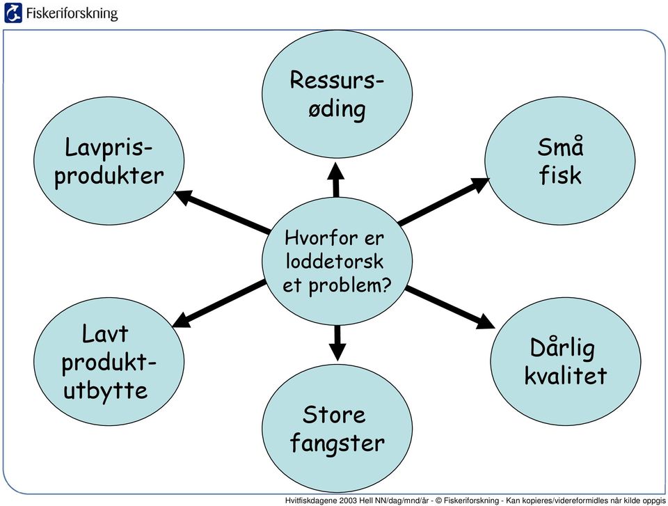 Hvorfor er loddetorsk et