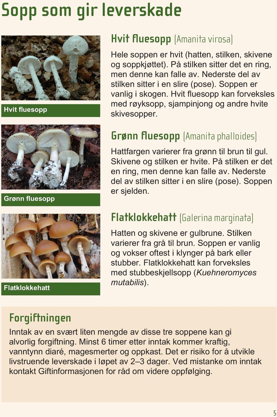 Grønn fluesopp (Amanita phalloides) Grønn fluesopp Hattfargen varierer fra grønn til brun til gul. Skivene og stilken er hvite. På stilken er det en ring, men denne kan falle av.