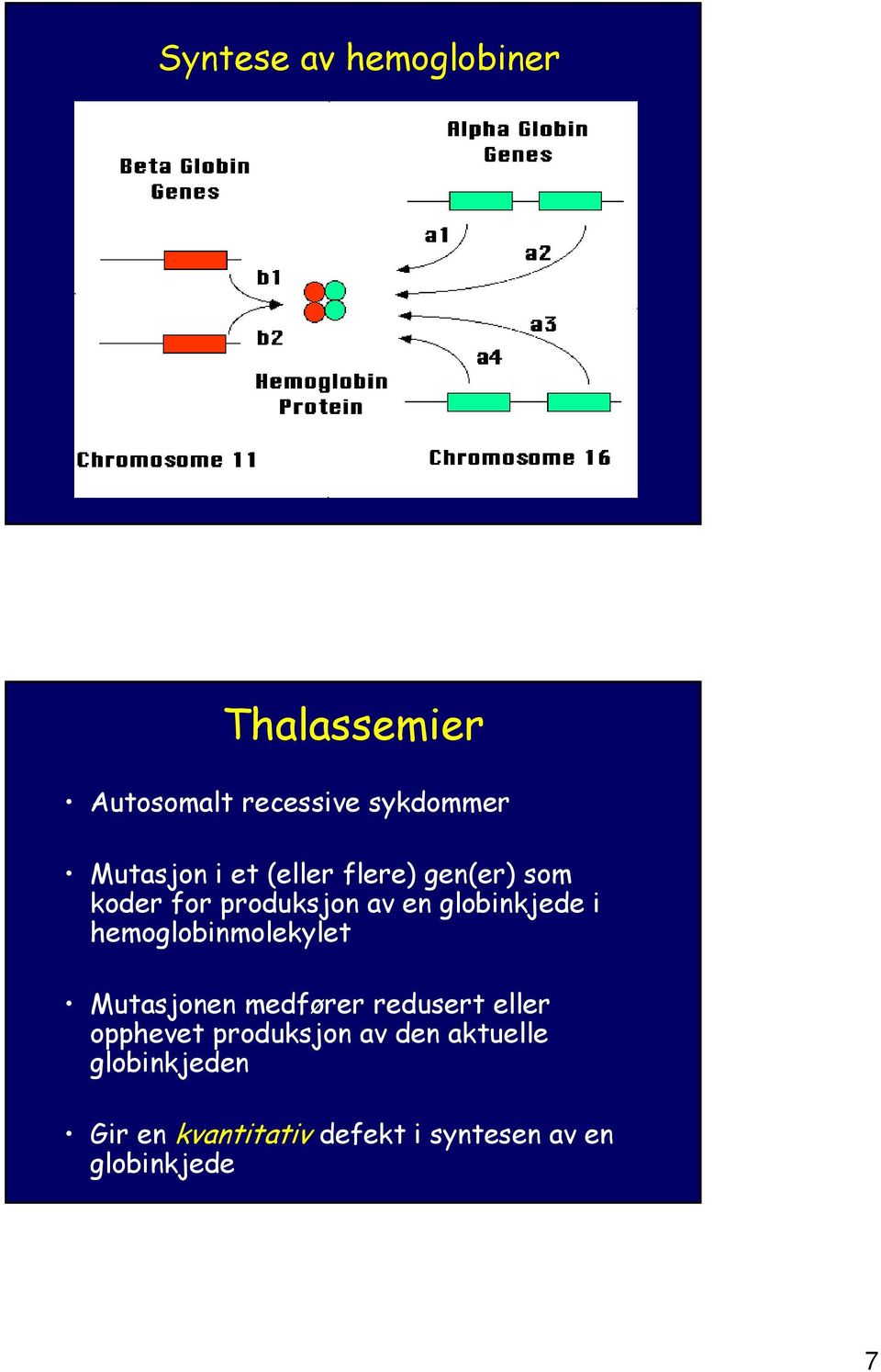 hemoglobinmolekylet Mutasjonen medfører redusert eller opphevet produksjon av